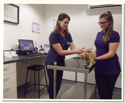 Veterinary Consultation